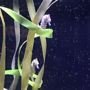 Meet your Posher, Aji